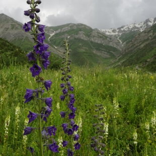 Delphinium confusum